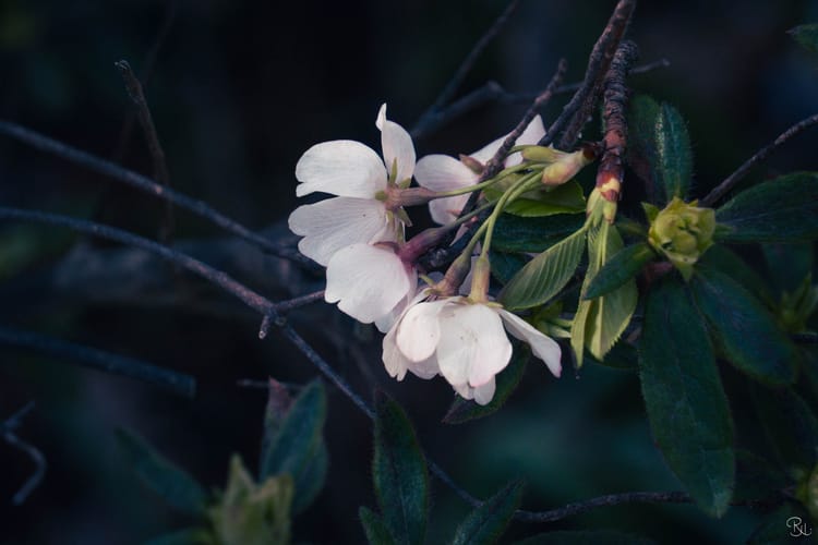 19. Anthony Q. Rabang ~ the whole house