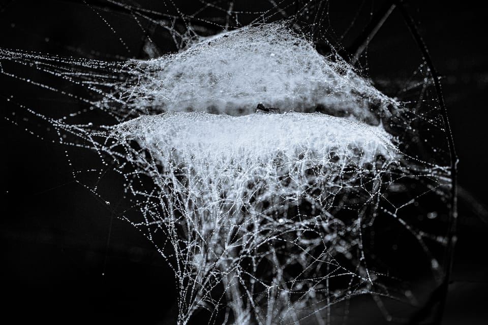 14. Cynthia Bale ~ everything has a story